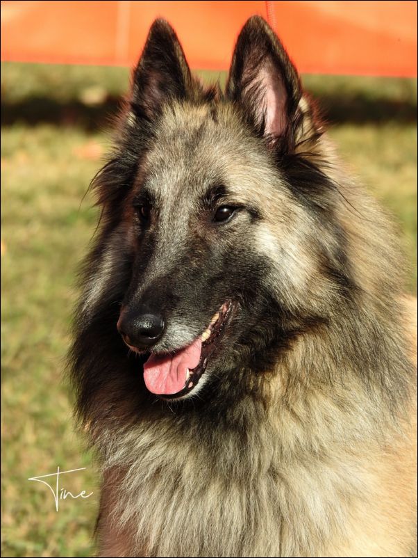 Uma II De La Canin De As EXC2 RCAC abierta hembras.